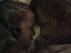 Trailer Image